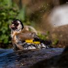 Stieglitz planscht in meinem Teich