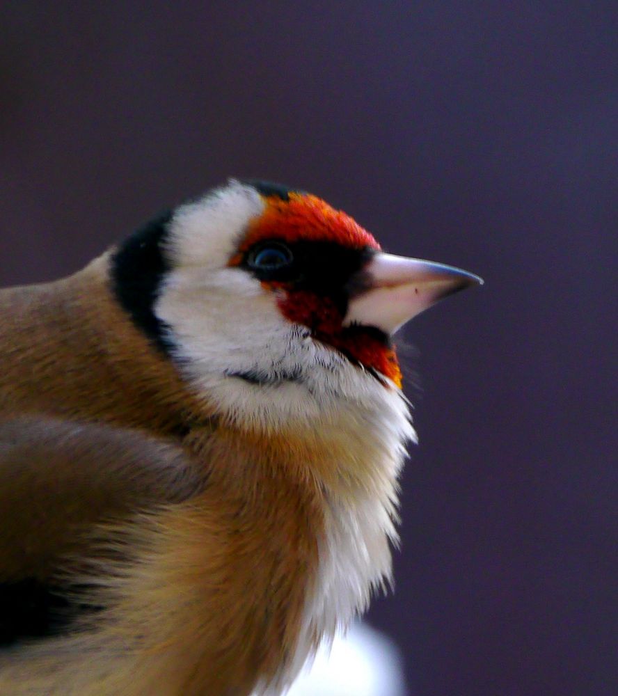 Stieglitz Porträt Foto & Bild naturimpressionen..., herbst, vögel