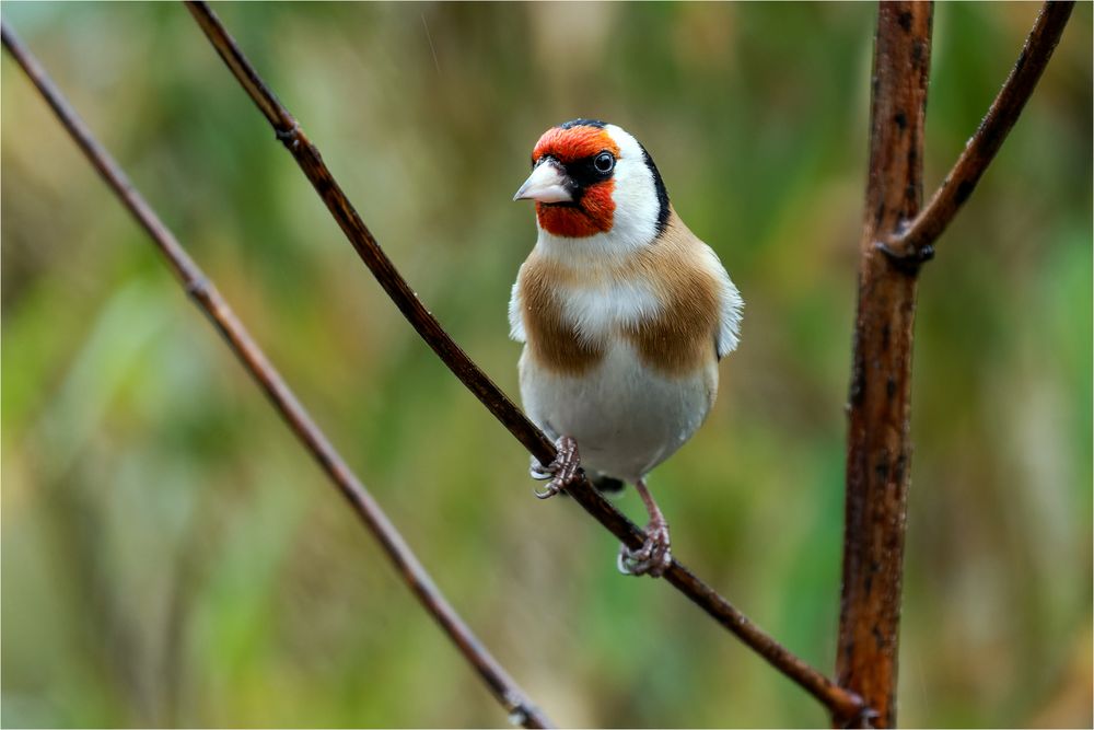 Stieglitz so wie wir ihn kennen.. Foto & Bild tiere, wildlife