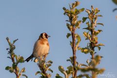 Stieglitz sonnt sich in der Abendsonne