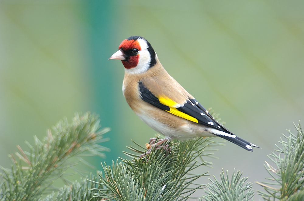 Stieglitz Testfoto Foto & Bild tiere, wildlife, wild lebende vögel