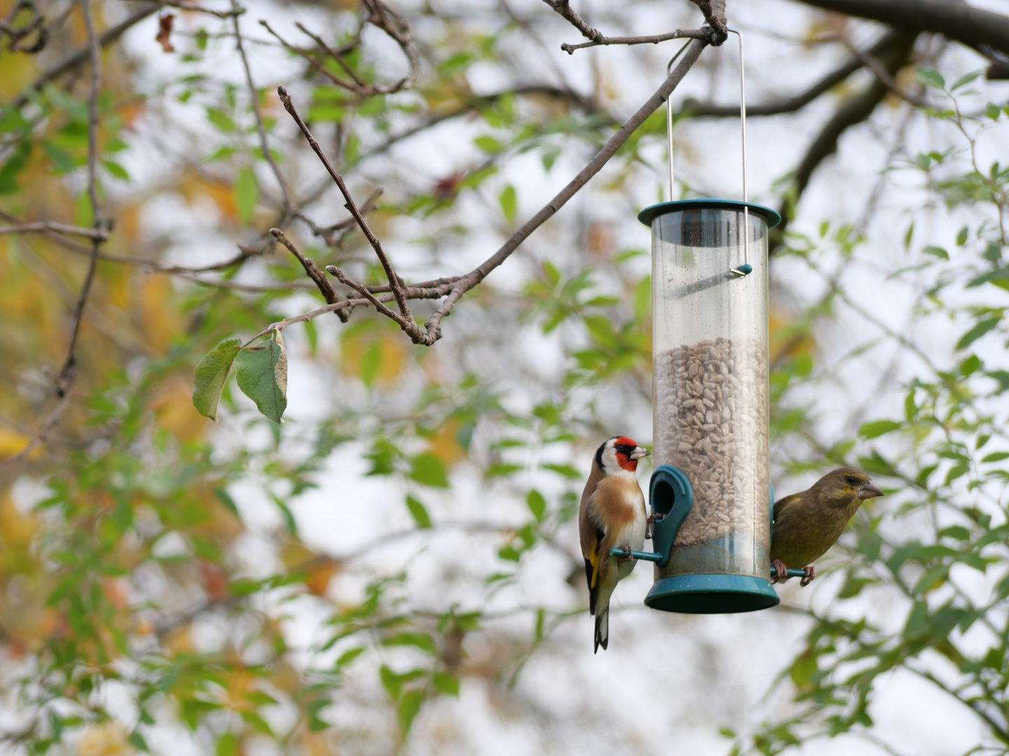 Stieglitz und Grünfink am Futterspender Foto & Bild natur, tiere