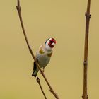 Stieglitz - Vogel des Jahres 2016