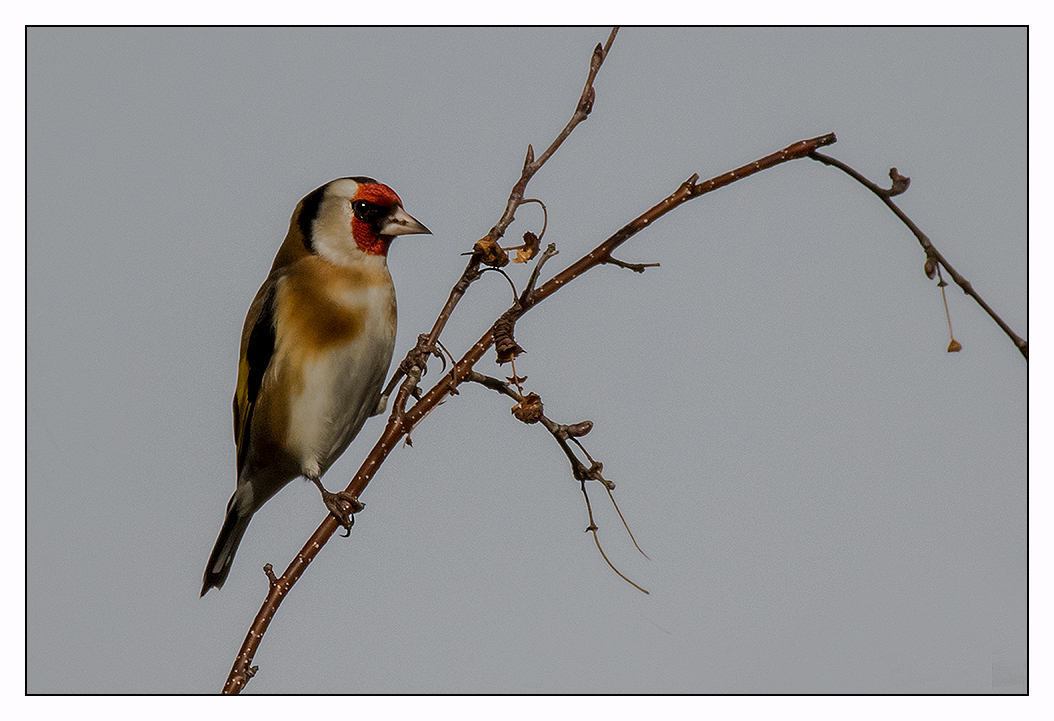 Stieglitz - Vogel des Jahres 2016