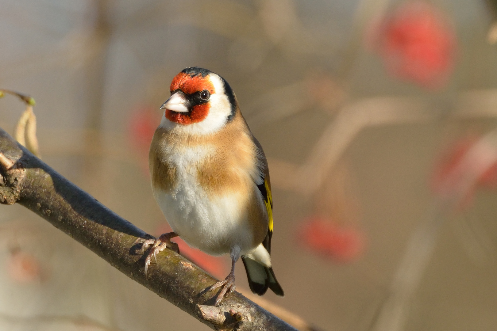 Stieglitz - Vogel des Jahres 2016