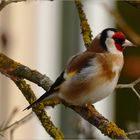 Stieglitz - Vogel des Jahres 2016