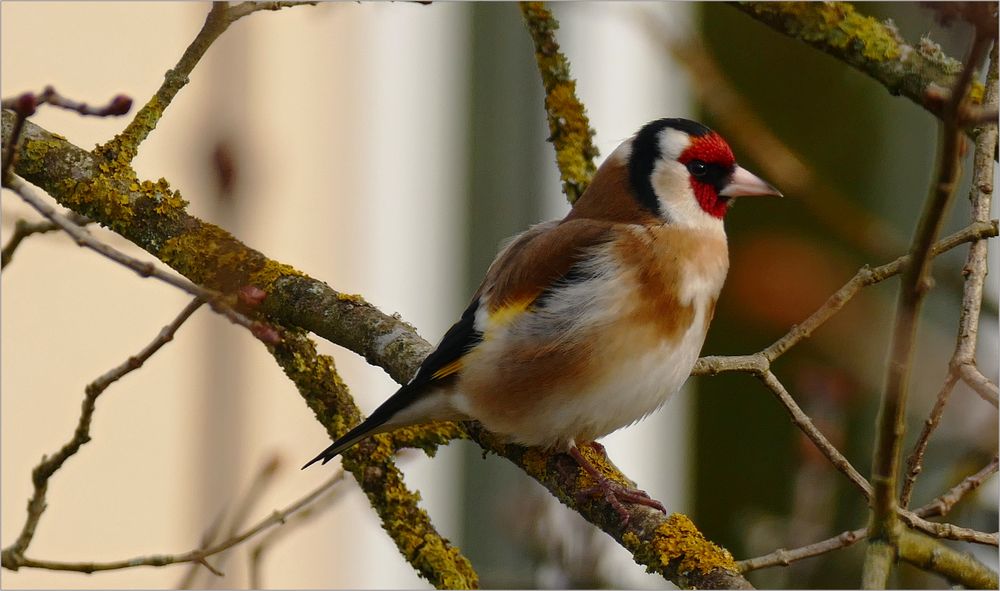 Stieglitz - Vogel des Jahres 2016