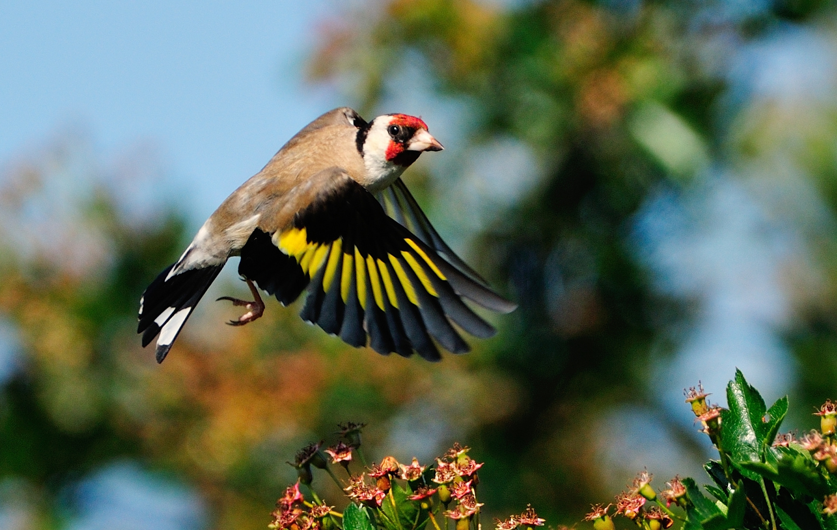 Zdf Bilder Eines Jahres 2016