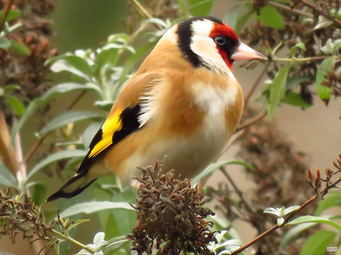 Stieglitz von heute... Foto & Bild tiere, wildlife, wild lebende vögel Bilder auf