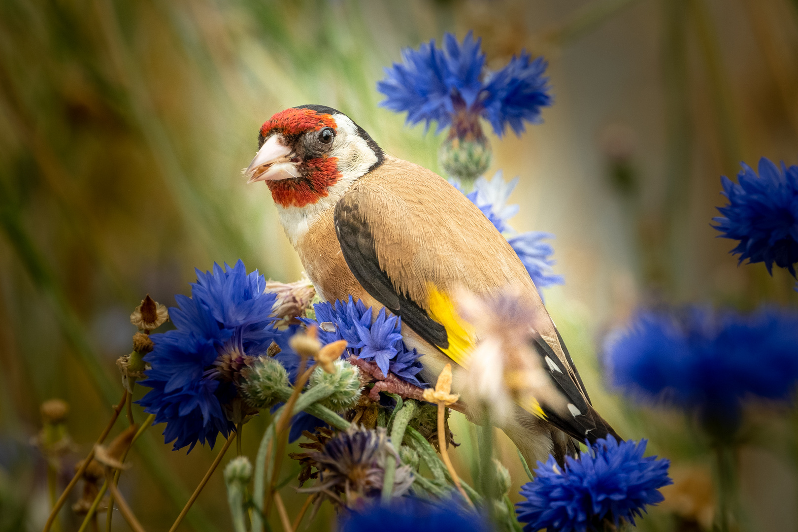 Stieglitz zwischen Kornblumenblau....