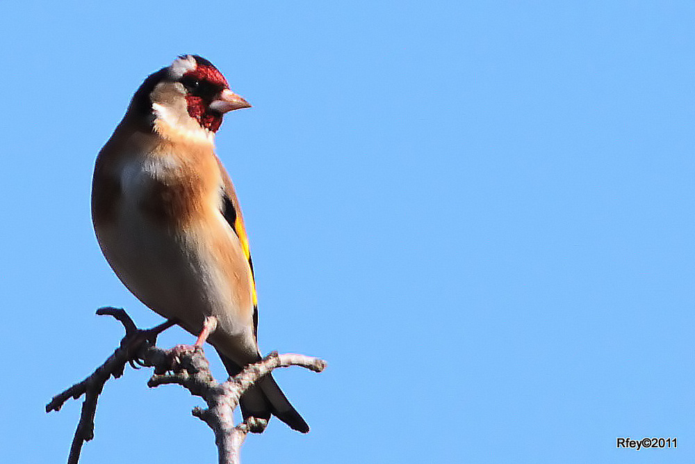 Stieglitz"Carduelis carduelis"