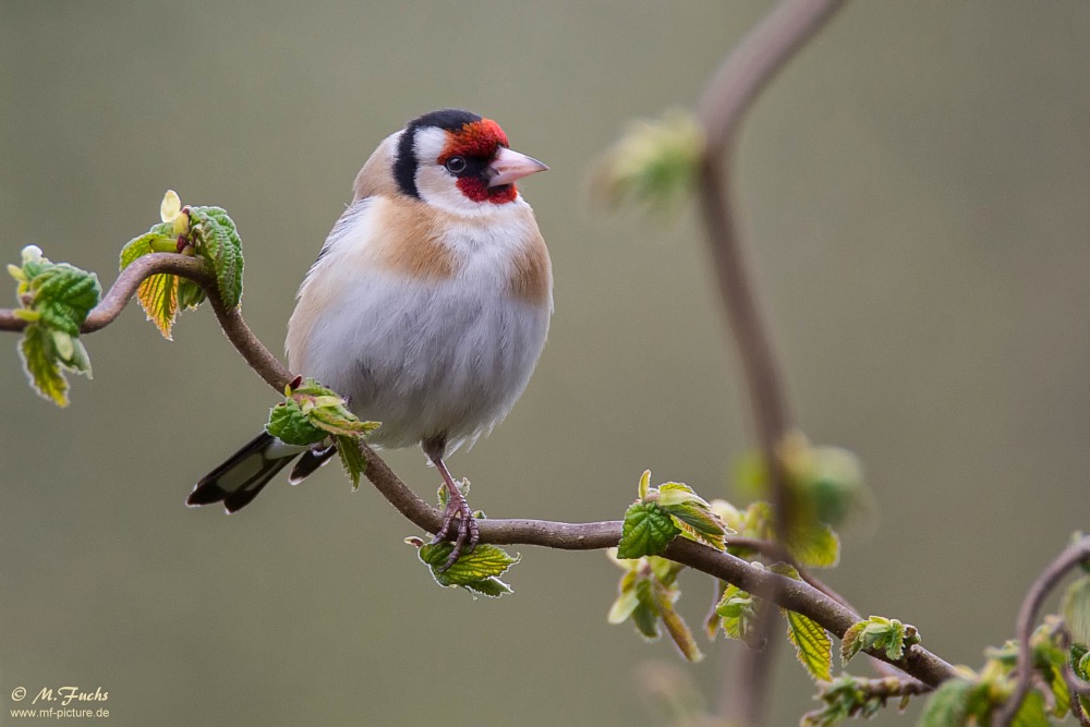 Stieglitz...(Carduelis carduelis)...