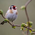 Stieglitz...(Carduelis carduelis)...