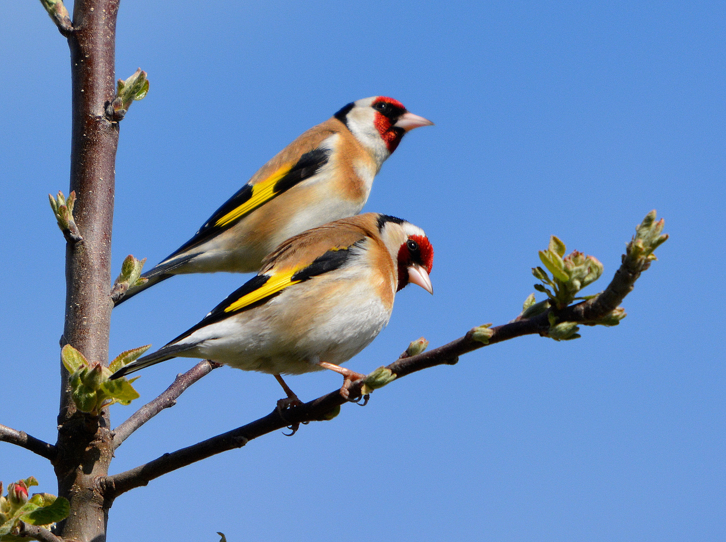 stieglitze Foto & Bild tiere, wildlife, wild lebende vögel Bilder auf