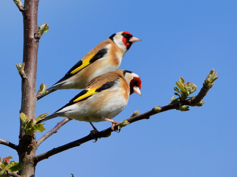 stieglitze Foto & Bild tiere, wildlife, wild lebende vögel Bilder auf