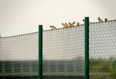 Stieglitze als "Zaungäste" am Flughafen