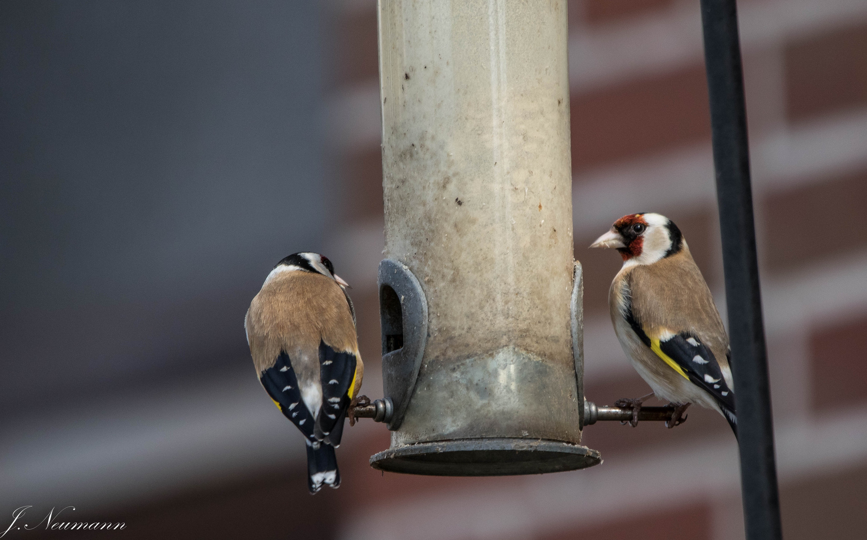 Stieglitze am Futtersilo Foto & Bild natur, tiere, vögel Bilder auf