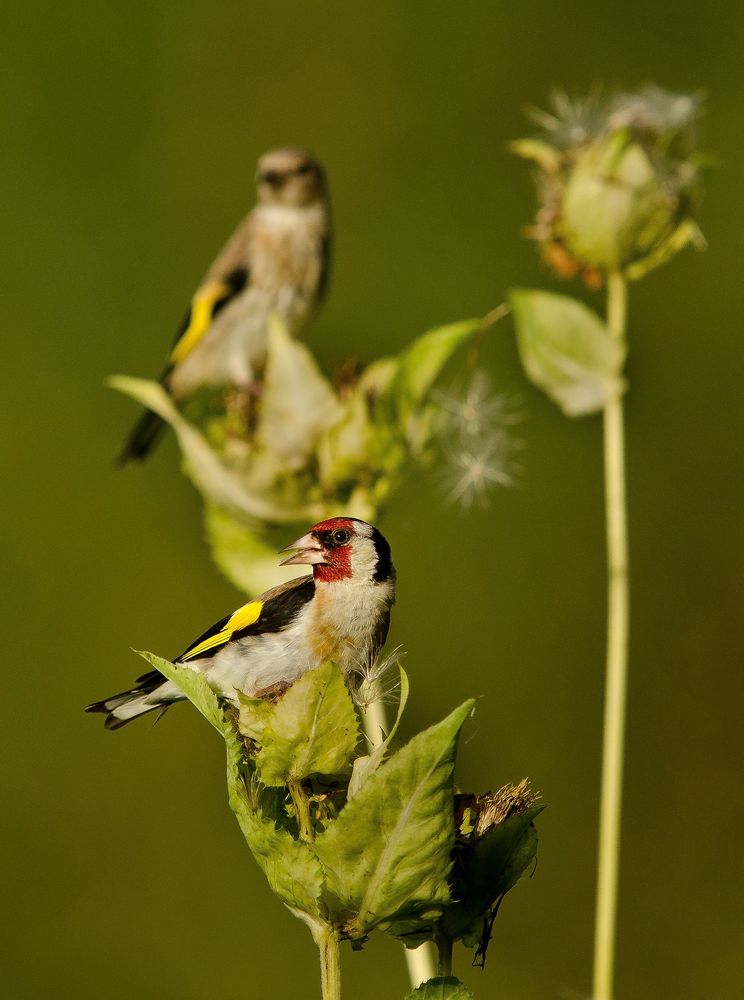 Stieglitze bei der Samenernte Foto & Bild tiere, wildlife, wild