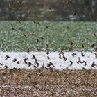 Stieglitze beim Anflug auf den Acker