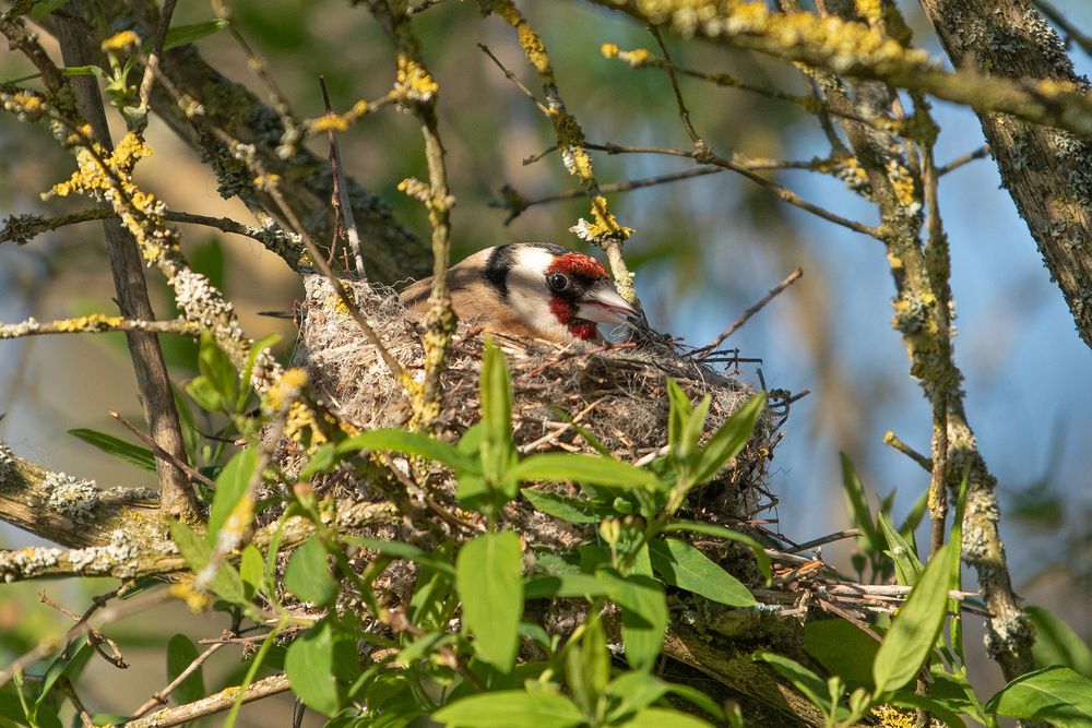 Stieglitze beim Brüten 13. Tag Foto & Bild tiere, wildlife, wild