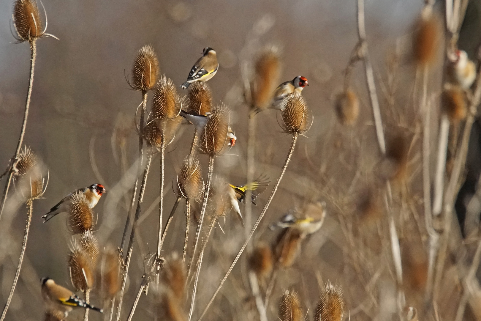 Stieglitze (Carduelis carduelis)