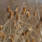 Stieglitze (Carduelis carduelis)