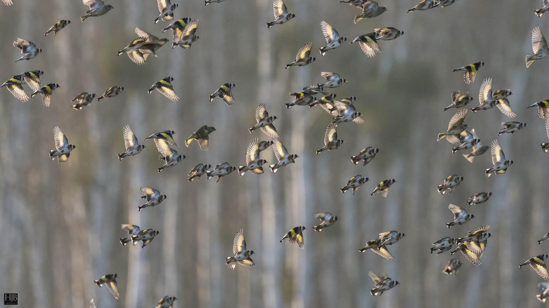 Stieglitze (Carduelis carduelis) und Grünlinge (Carduelis chloris)  