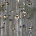 Stieglitze (Carduelis carduelis) und Grünlinge (Carduelis chloris)  