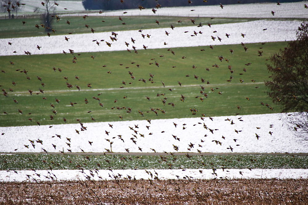 Stieglitze im Flug über die Felder