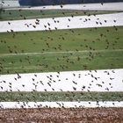 Stieglitze im Flug über die Felder