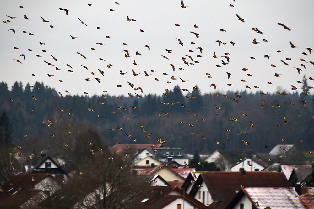 Stieglitze im Überflug