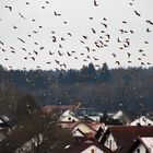 Stieglitze im Überflug