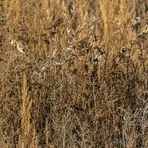 Stieglitze und das hohe Gras