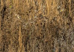 Stieglitze und das hohe Gras