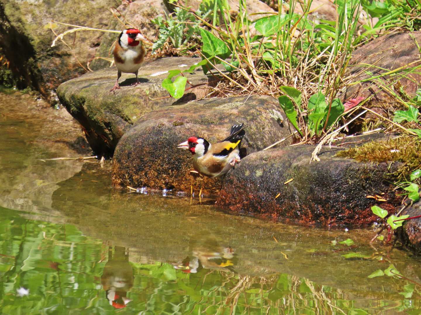 Stieglitzpaar am Teich