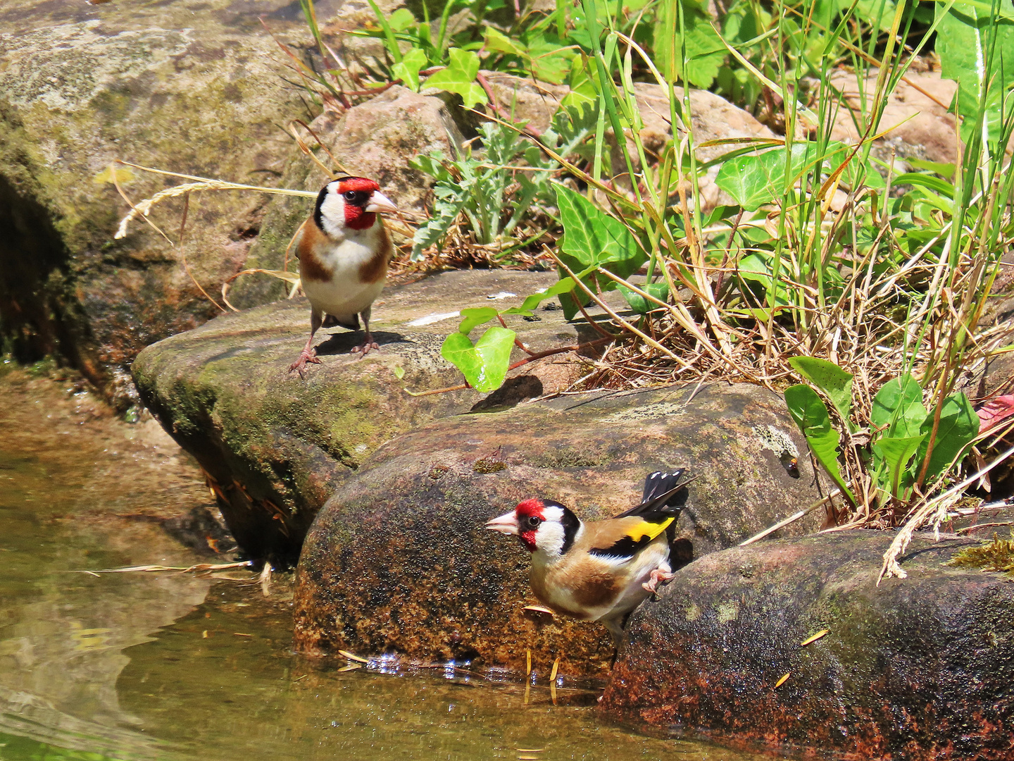 Stieglitzpaar im Verna-Park