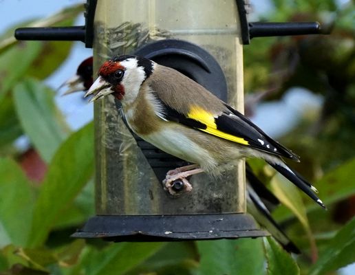 Stieglitzpärchen bei sommerlicher Zwischenmahlzeit