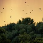 Stieglitzschwarm im Sonnenuntergang bei Gewitter