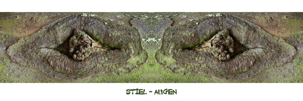 Stiel - Augen