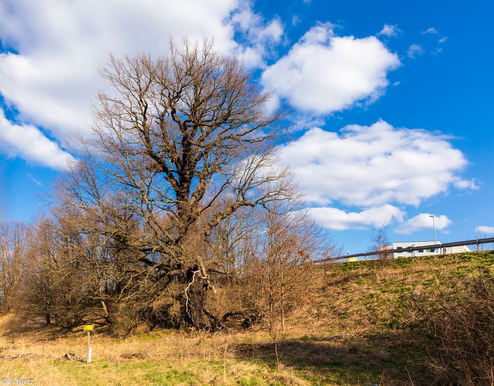 Stiel - Eiche Frankenberg (2)