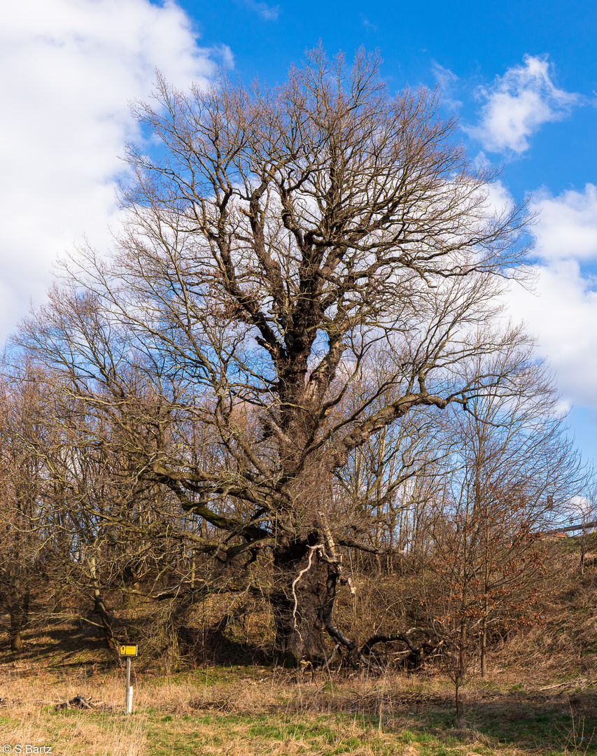 Stiel - Eiche Frankenberg (4) 