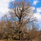 Stiel - Eiche Frankenberg (4) 