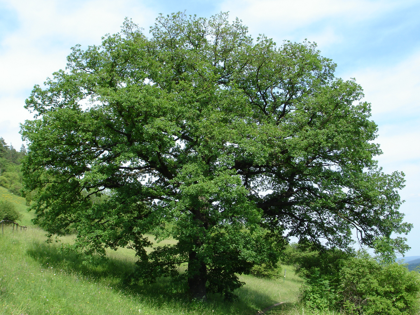 Stiel-Eiche (Quercus robur) 2006_06_18