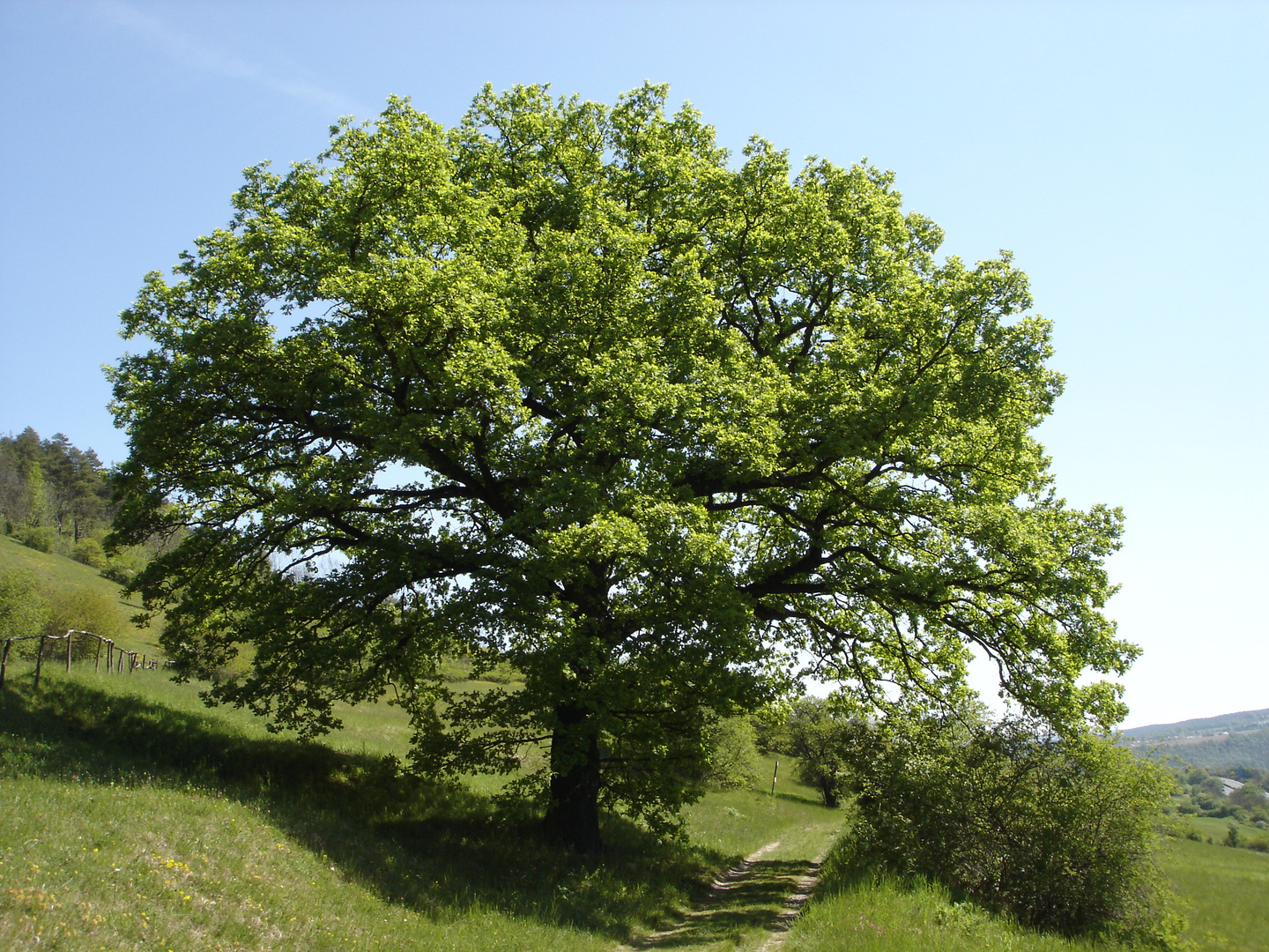 Stiel-Eiche (Quercus robur) 2007_05_01