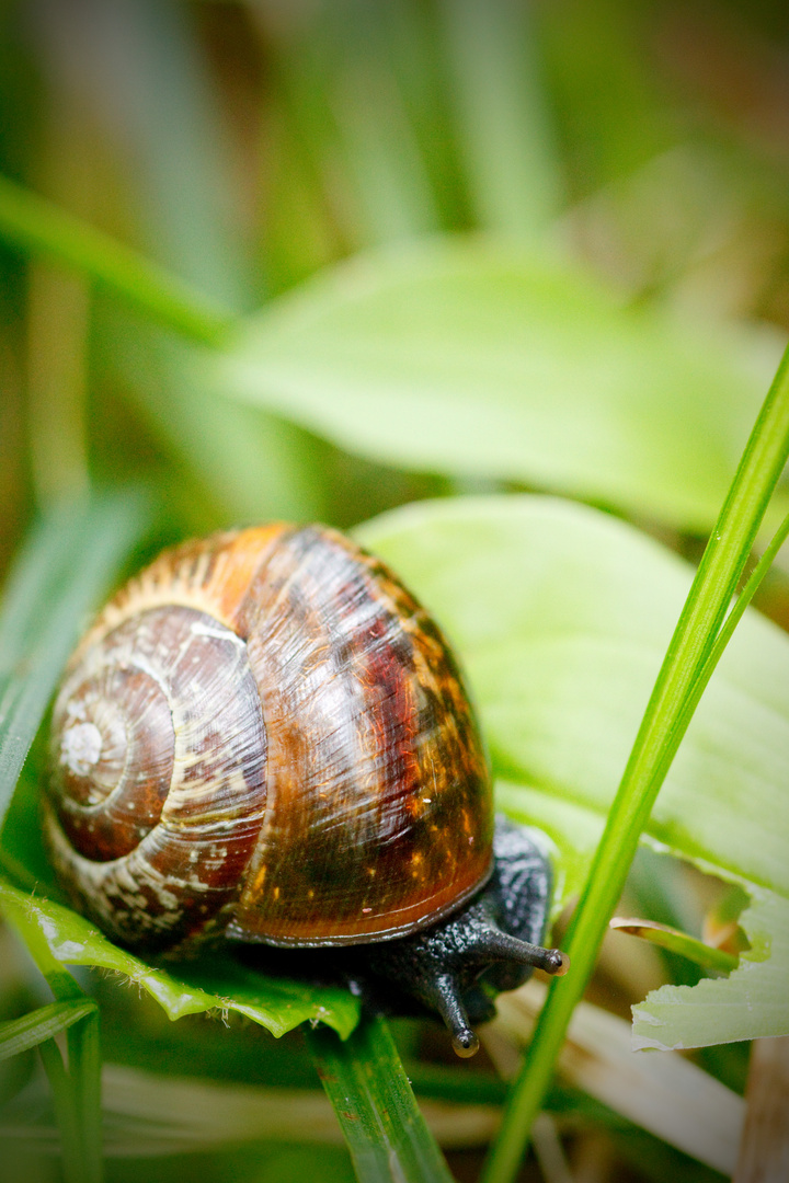 Stielaugen