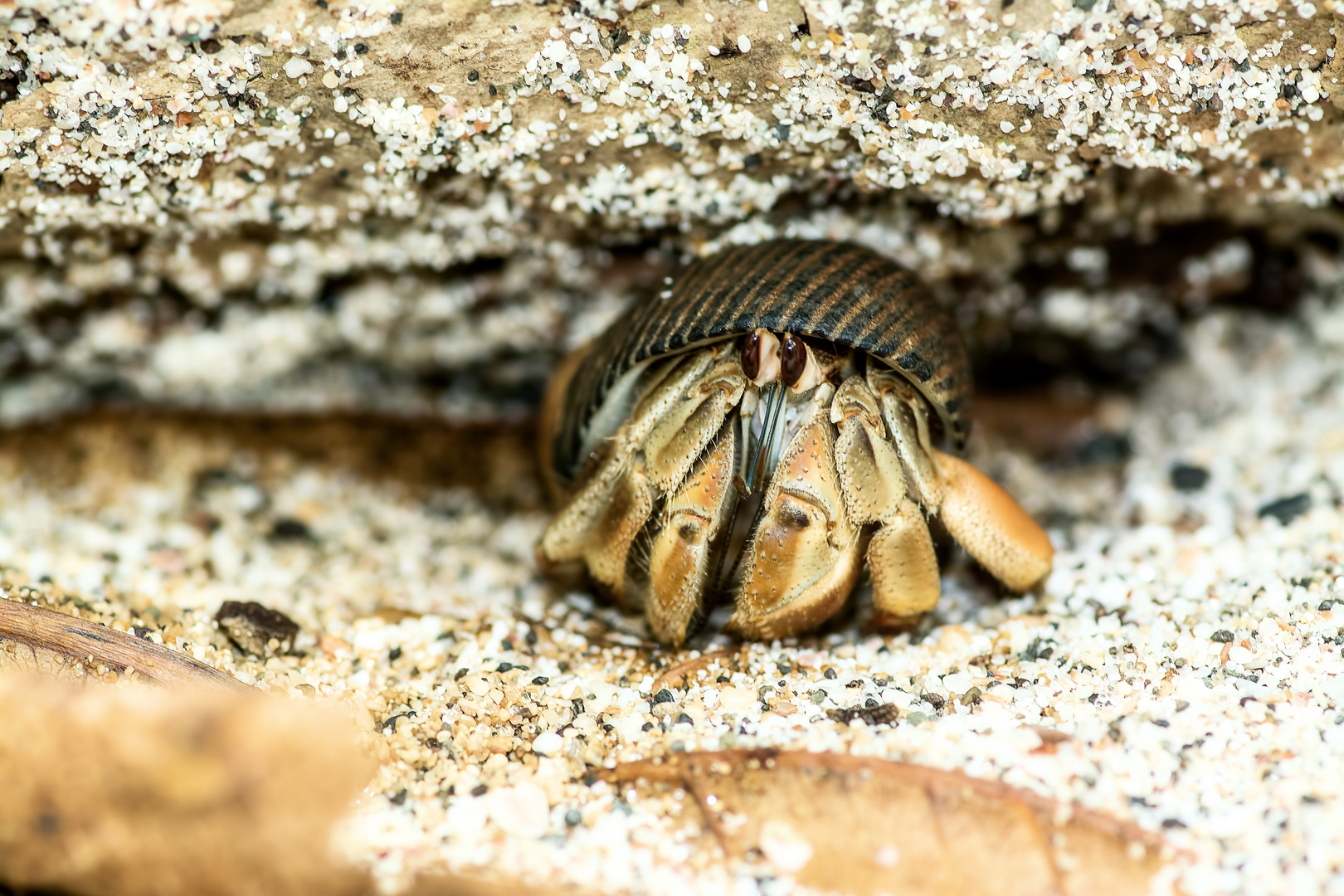 Stielaugen