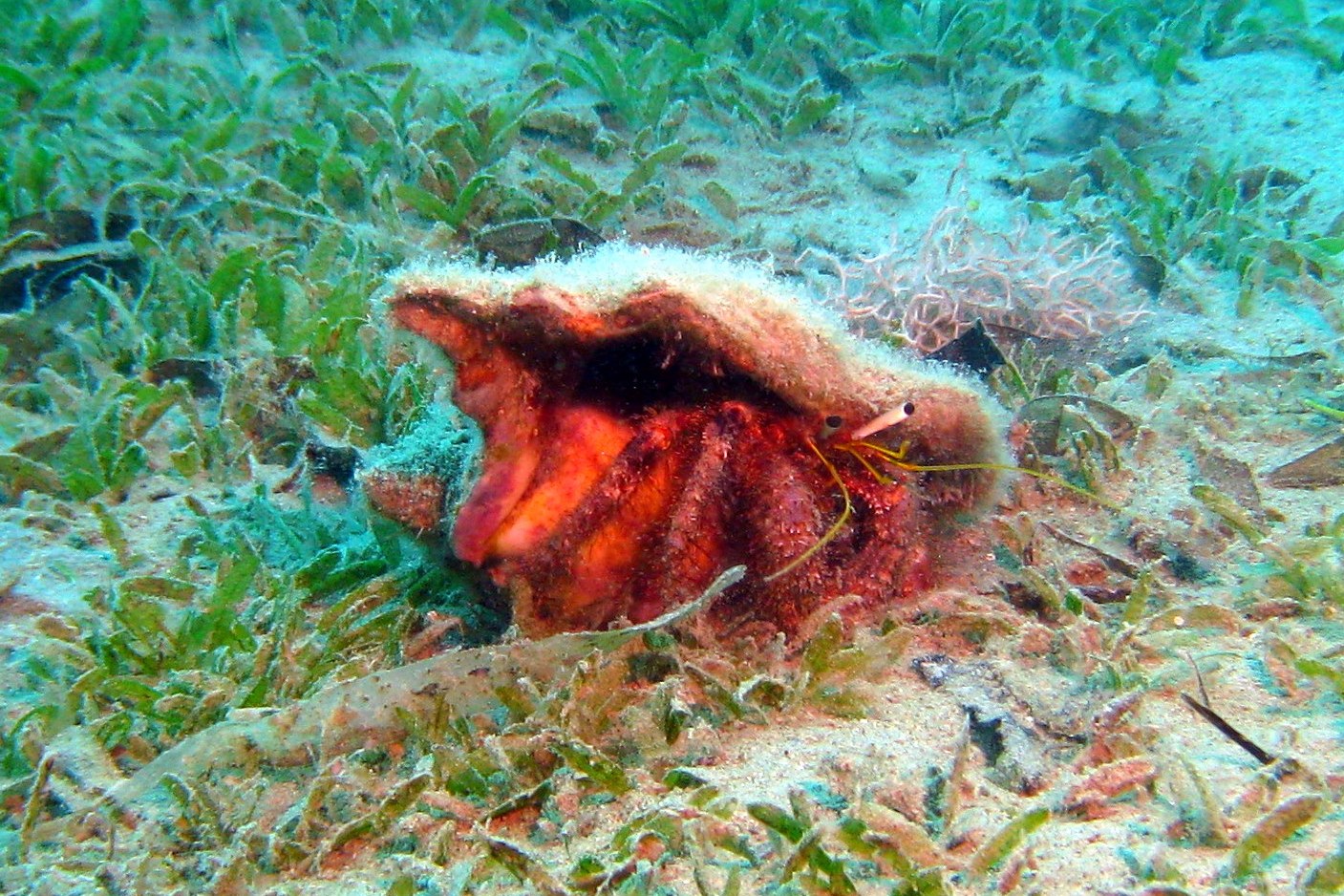 Stielaugen können auch süß sein