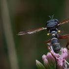 Stieldickkopffliege (hysocephala nigra oder physocephala rufipes) 