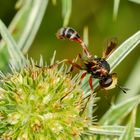 Stieldickkopffliege (Physocephala vittata)