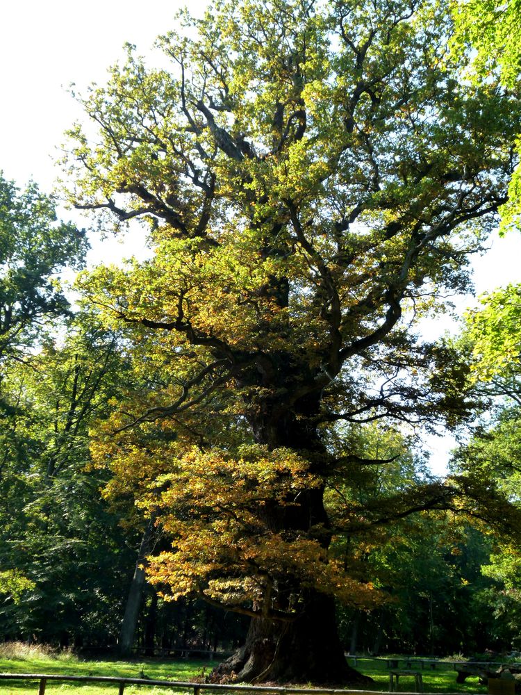 Stieleiche bei Ivenack Foto & Bild pflanzen, pilze & flechten, bäume